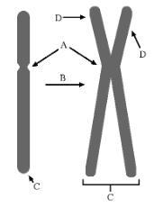 The following diagram represents a chromosome. Which of the following properly describes-example-1