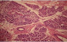 Review the image below. What is the function of this type of human tissue? binding-example-1