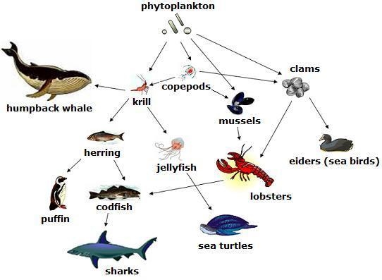 In the food web shown above, which of the following organisms can be classified as-example-1