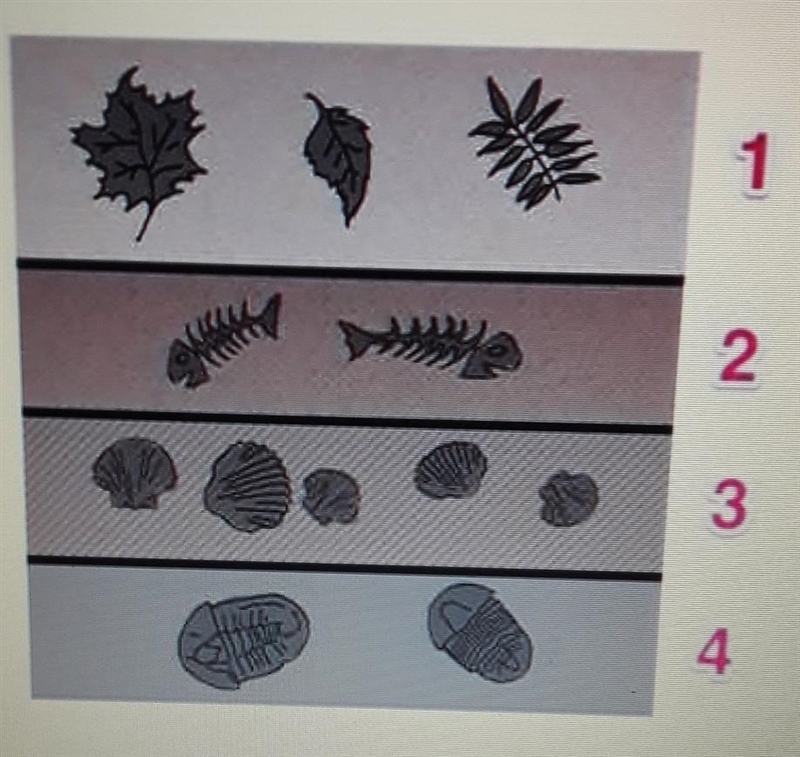 The fossils in layer 4 are the ones in layer 1 of the diagram. A. much older B. much-example-1