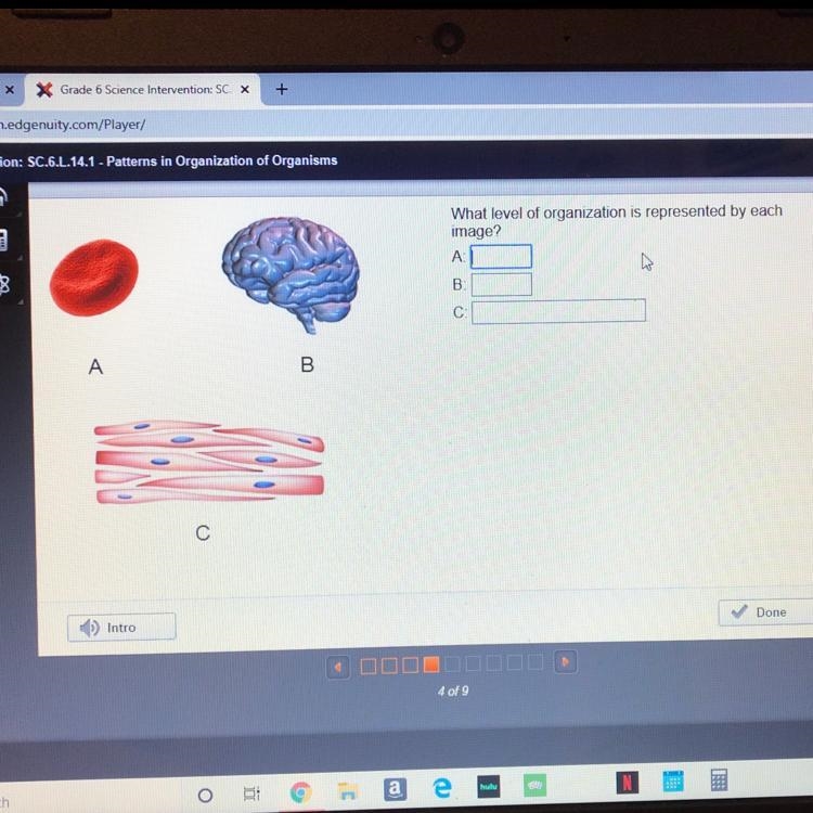 What level of organization is represented by each image?-example-1