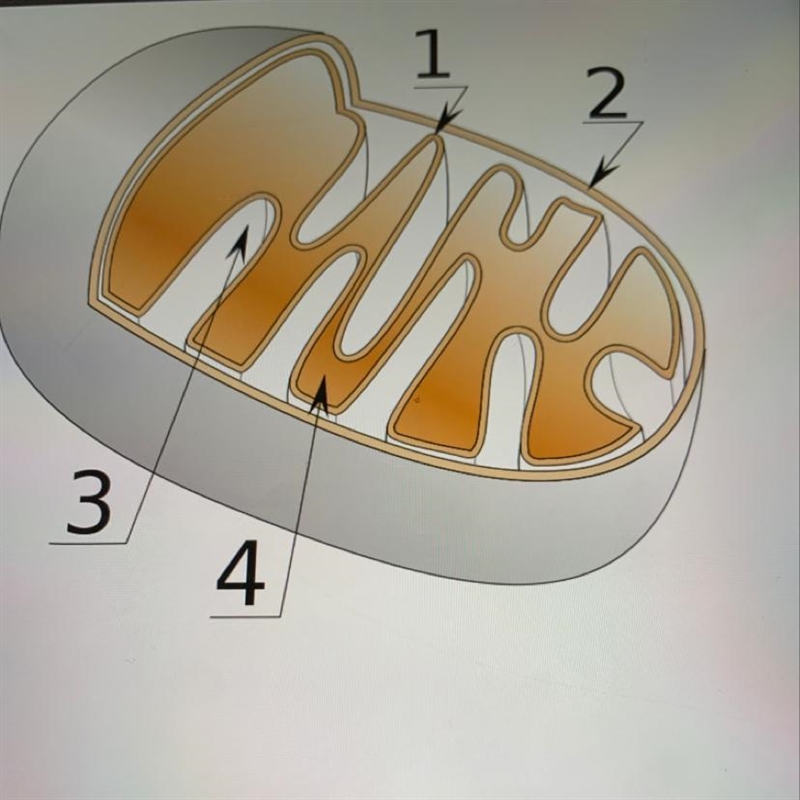 The stage of cellular respiration called______ transport chain takes place in the-example-1