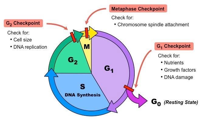 Write a one paragraph about discussing the cell cycle checkpoints.-example-1