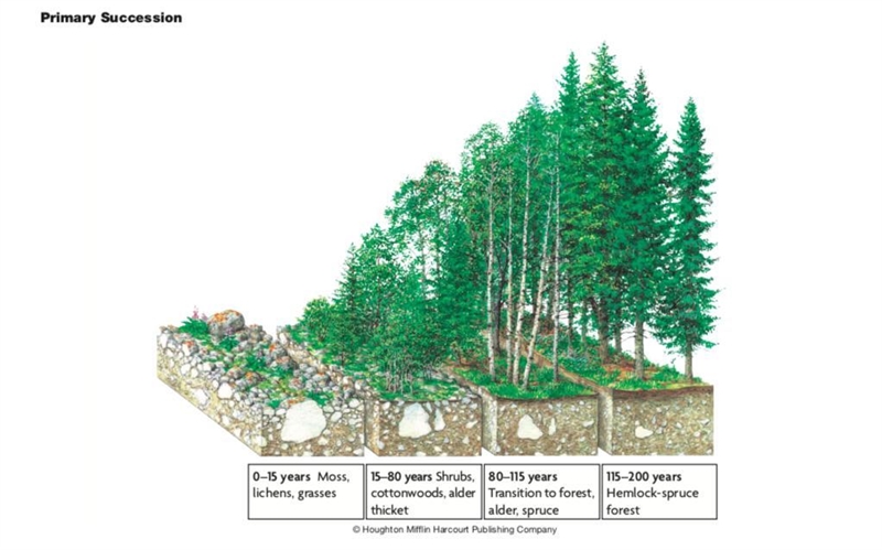 The first organisms to break down rocks are mosses and lichens. True or False. Pine-example-1