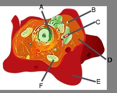 HELP ASAP Identify the organelles in the cell to the right-example-1