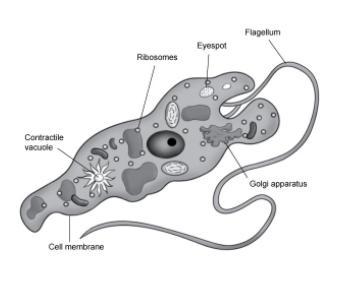 5. A scientist is writing an article about the classification of various types of-example-1