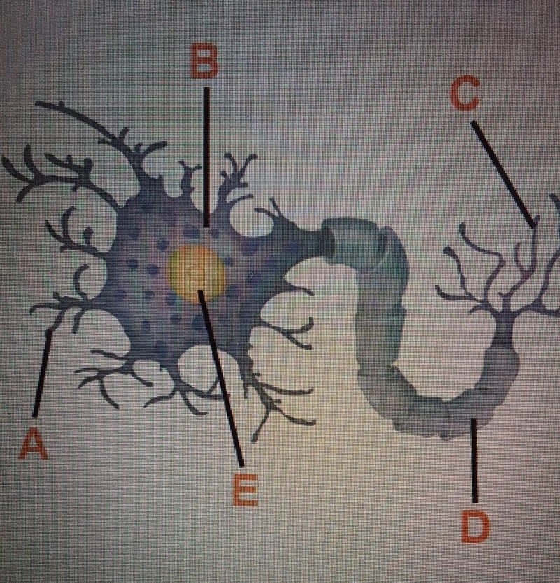 What is the name of each labeled part? A. B. C. D. E.​-example-1