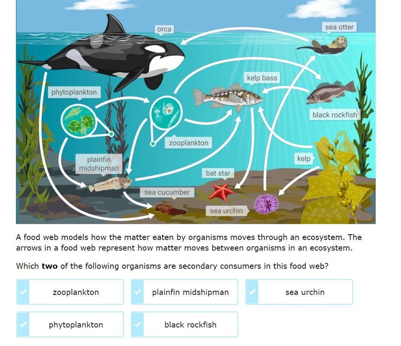 IXL QUESTION: Which two of the following organisms are secondary consumers in this-example-1