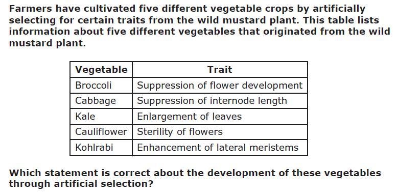 A They resulted from a trait of the mustard plant being selected and bred to other-example-1