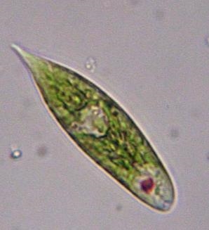 Is this a Prokaryotic or Eukaryotic organism? Is this an Autotrophic or Heterotrophic-example-1