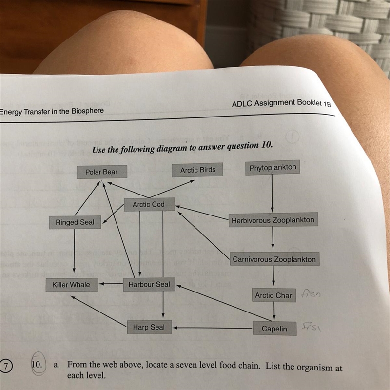 What are two things missing from this food web??-example-1