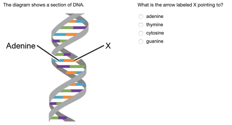 What is the arrow labeled X pointing to? (see attached screenshot) adenine thymine-example-1