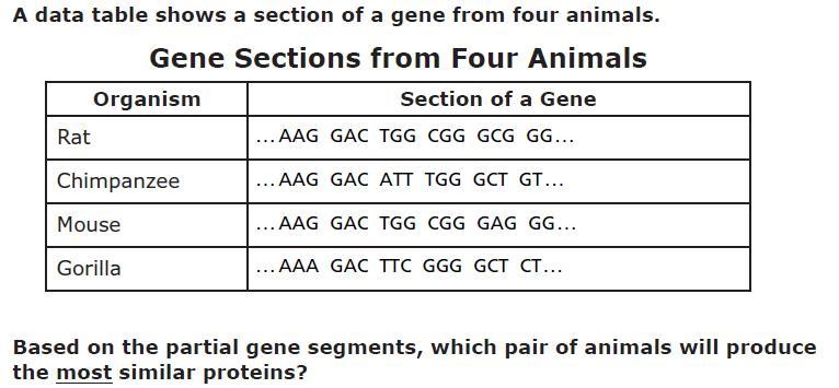 A Chimpanzee and Rat b Chimpanzee and Mouse c Gorilla and Rat d Rat and Mouse-example-1