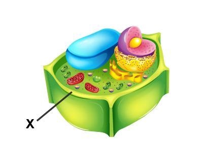 Examine the diagram of a cell. Which organelle is marked with an X? a. cytoplasm b-example-1