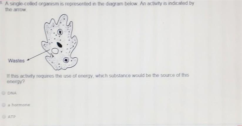 A. DNA B. A Hormone C. ATP D. An Antibody​-example-1