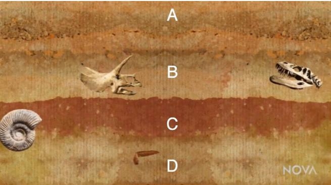 If these rock layers have been undisturbed, which layer is the youngest?-example-1