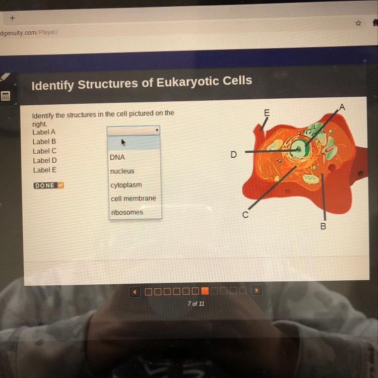 Options: dna, nucleus, cytoplasm, cell membrane, ribosomes-example-1