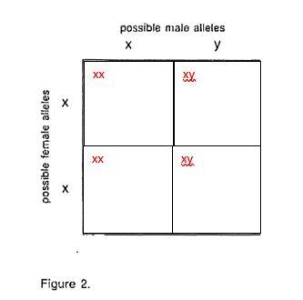 1. Fill in the Punnett Square, showing the kinds of offspring (male or female) that-example-1