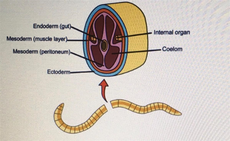 Which part is a fluid cavity of the earthworm that gives it a hydrostatic skeleton-example-1