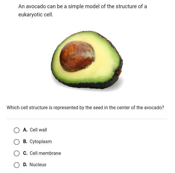 An avocado can be a simple model of the structure of a eukaryotic cell what cell structure-example-1