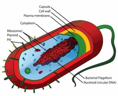 Which of the following best describes the cell below? A. eukaryotic cell. B. protist-example-1