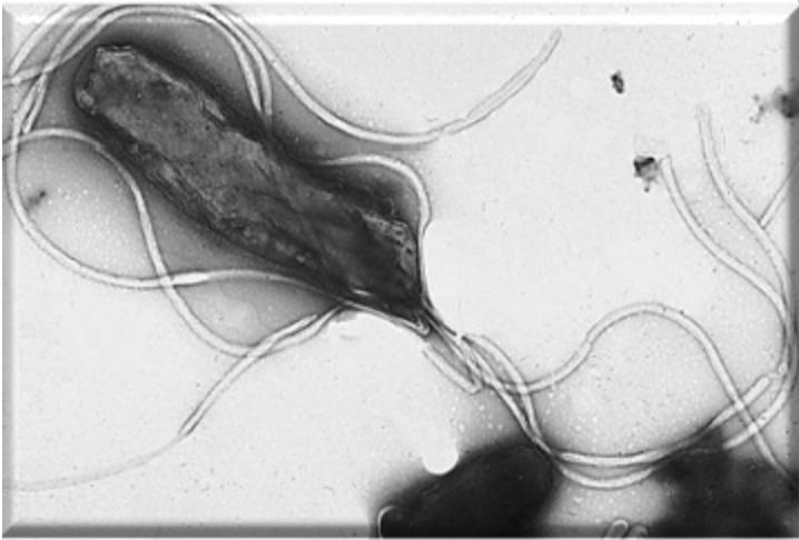 What is shown in the image? A. mitochondrion B. chloroplast C. eukaryote D. prokaryote-example-1