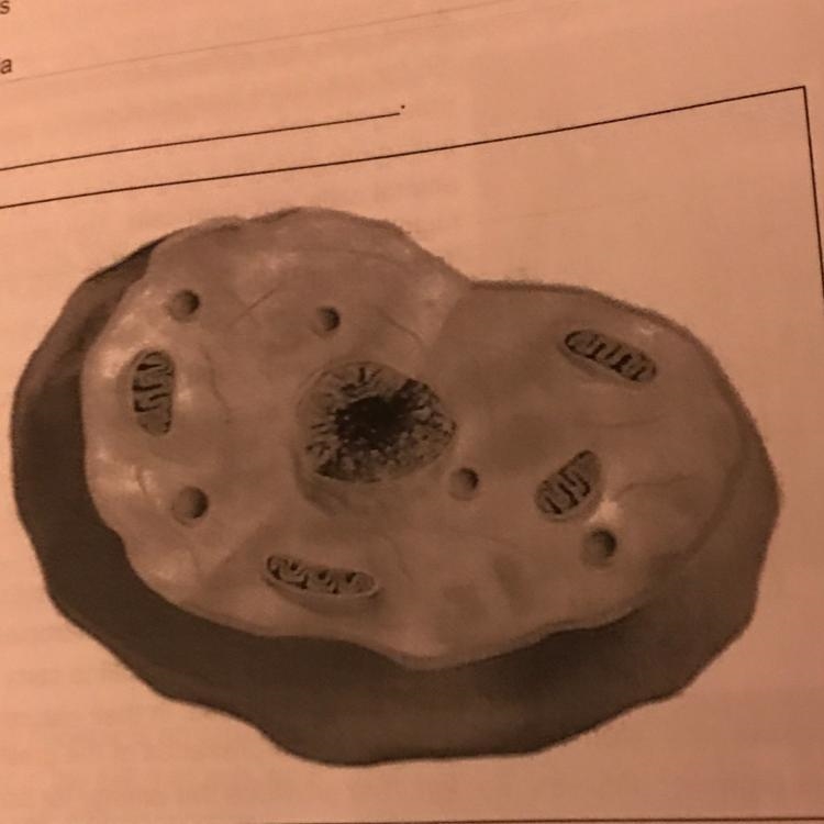 What cell is this •cell membrane •cell wall •chloroplasts •nucleus •mitochondria •vacuole-example-1