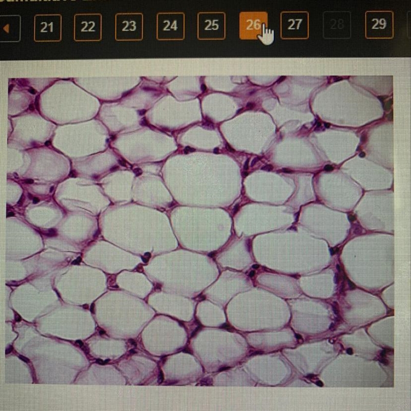 Which level of organization is shown in the image? O cell O tissue organ organ system-example-1