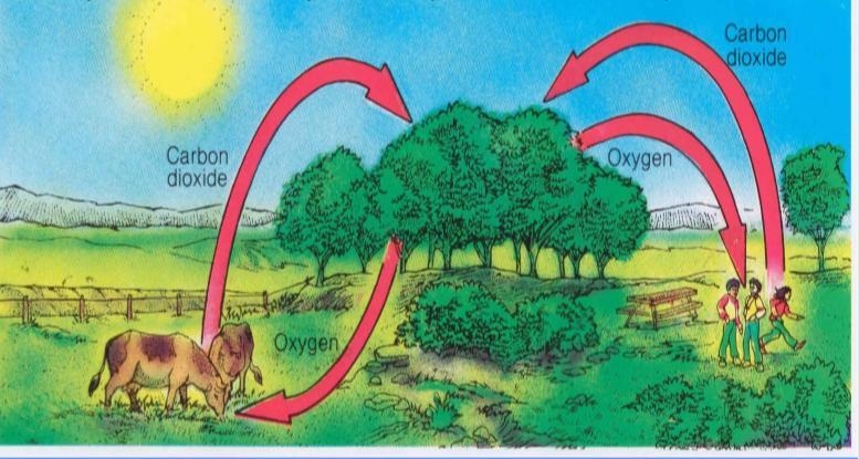 Hello! Please name this cycle in nature Photosynthesis Cellular Respiration Photosynthesis-example-1