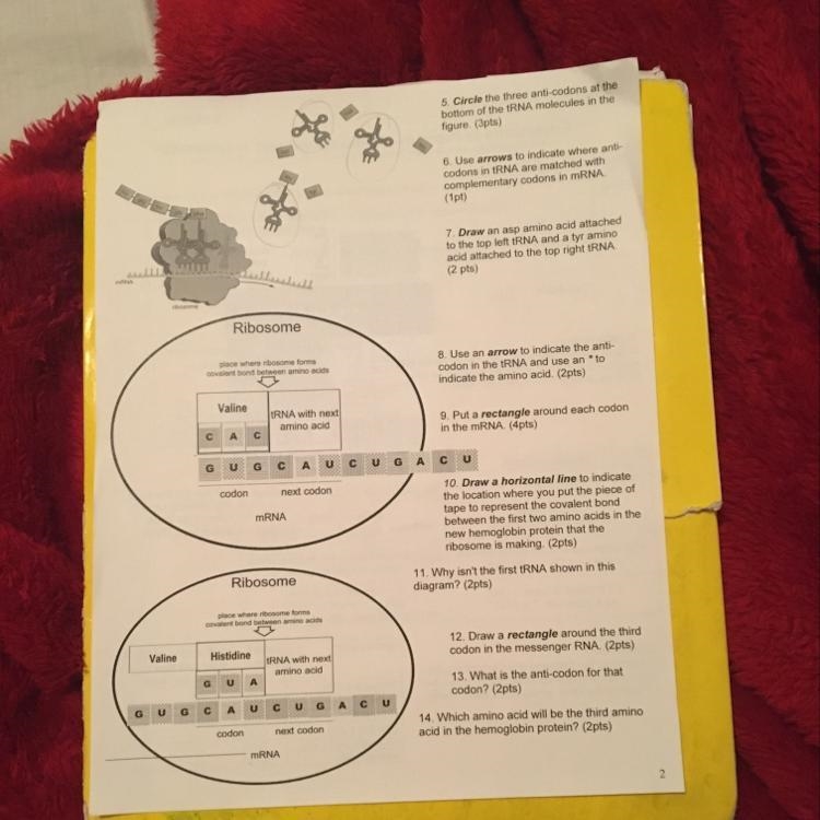 5. Circle the three anti-codons at the bottom of the tRNA molecules in the figure-example-1