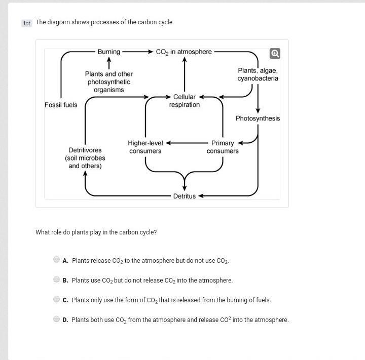 What role do plants play in carbon dioxide? (Look at image above for A. B. C. or D-example-1