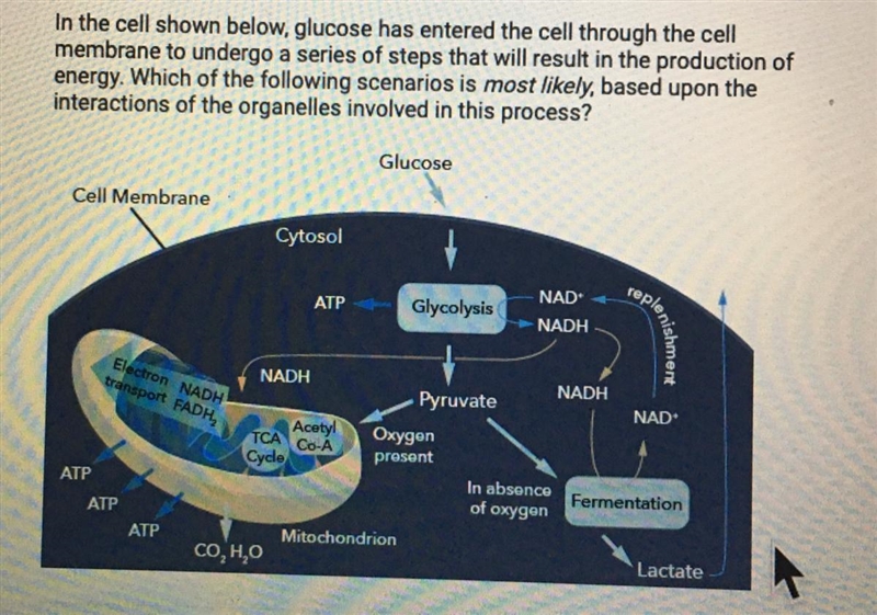 HELP! NOW! A. Disruption of glucose transport across the cell membrane will decrease-example-1