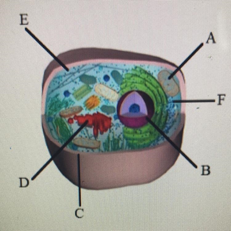 What is the name of the structure labeled B in the diagram below? A. Cytoplasm B. Nucleus-example-1