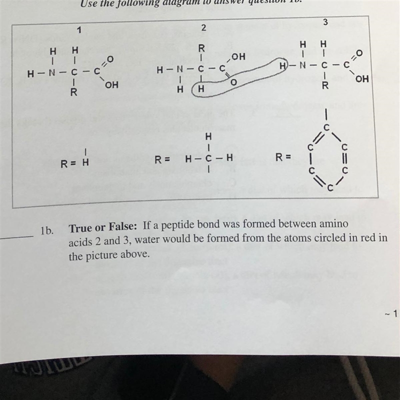 True or false, if a peptide bond was formed between amino acids 2 & 3 water would-example-1