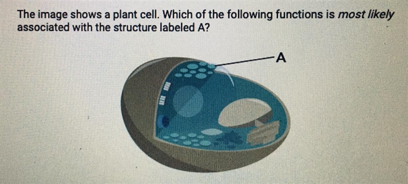 A. Producing energy for cellular activity B. Storing water for the cell's use C. Conducting-example-1