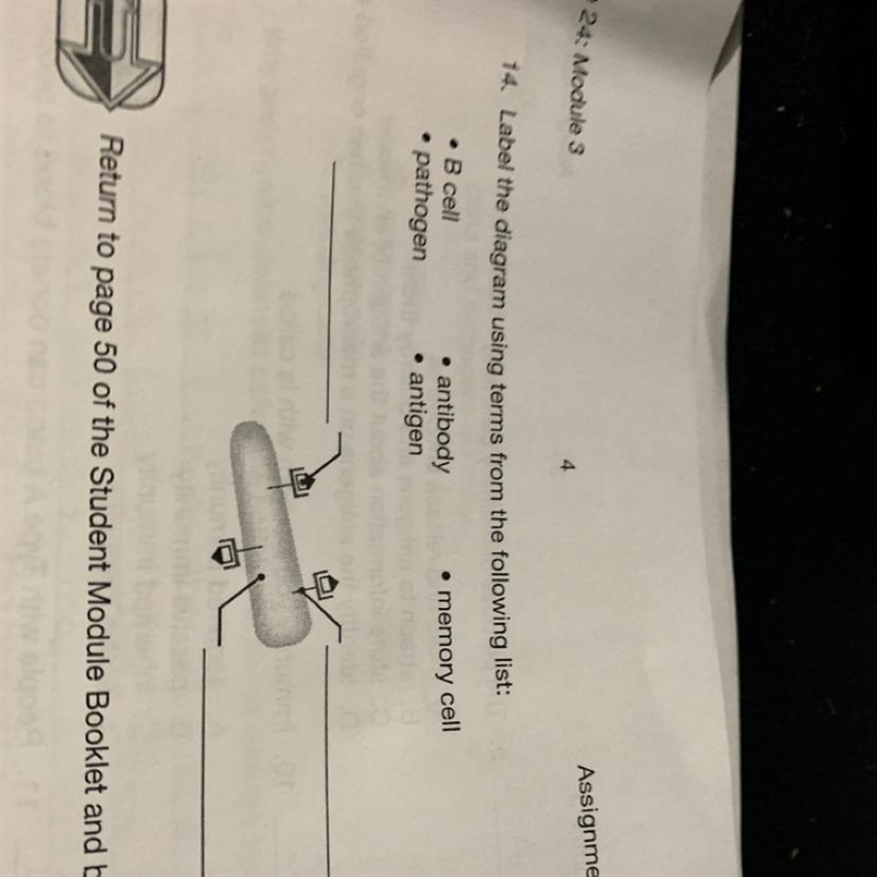 14. Label the diagram using terms from the following list: • memory cell . B cell-example-1