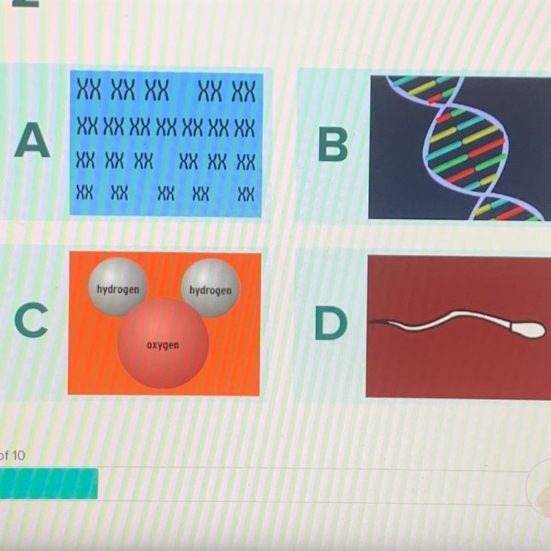 Which of the following depicts a molecule of DNA?-example-1