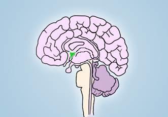 What are the responsibilities of the region of the brain highlighted below? Image-example-1