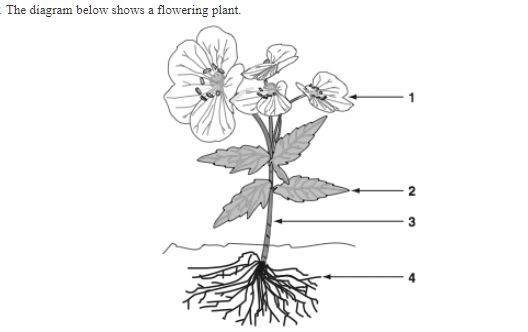 Identify and explain the functions of each numbered plant organ in the diagram.-example-1