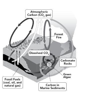 The carbon cycle involves a variety of processes that move and convert carbon between-example-1