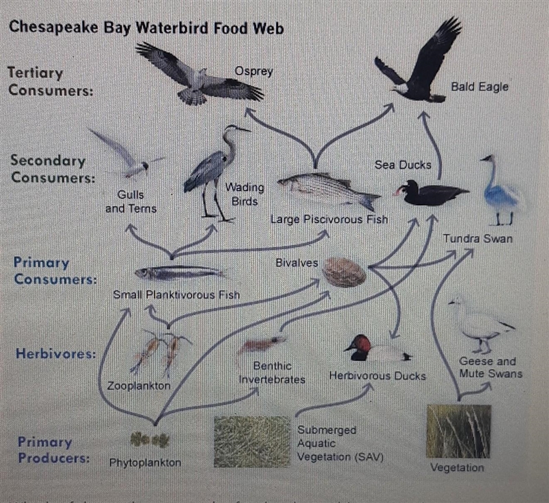 Which of these changes in the foodweb would cause a decrease in the population of-example-1