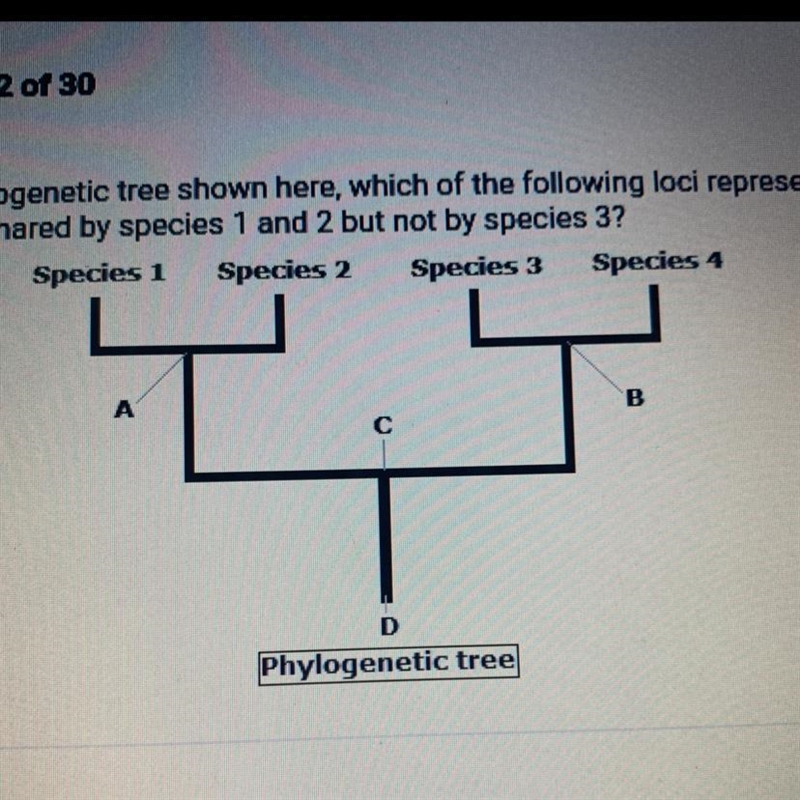 In the phylogenetic tree shown here, which of the following loci represents an ancestor-example-1