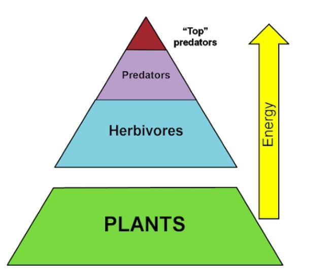 Why are plants and the bottom of the energy pyramid?-example-1