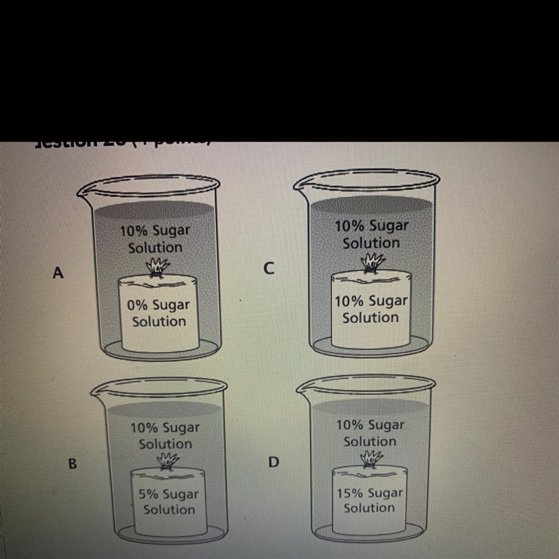 Which term describes each beaker Hypertonic Hypotonic Isotonic-example-1