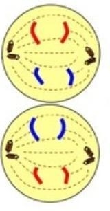 What phase does not occur between meiosis I and meiosis II, which results in haploid-example-3