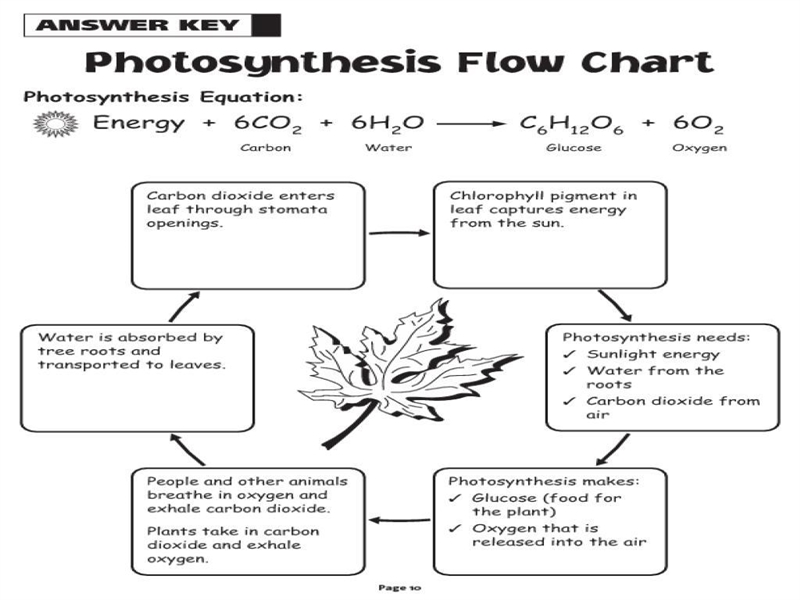 Make a flow chart of photosynthesis 7th grade-example-1