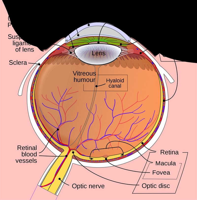 Draw and label the parts of the eye. State the function of any five parts of the eye-example-1