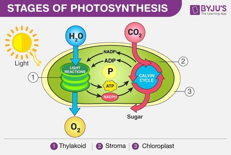 Put the steps in the process of photosynthesis in order !-example-1