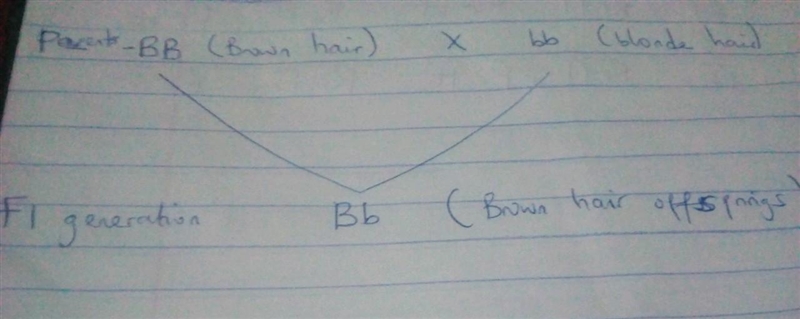 Cross a homozygous dominant individual for brown hair with an individual who is blond-example-1