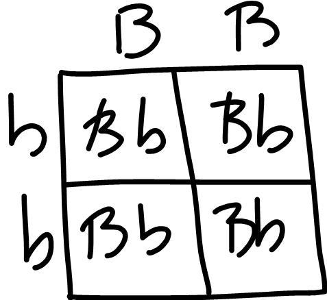 Answer the question. Show all your work. 3. In guinea pigs, black (B) is dominant-example-1